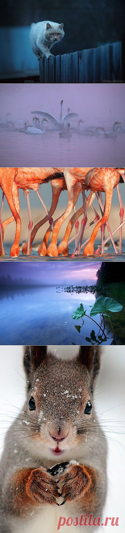 National Geographic Россия: National Geographic Россия | Постила.ru