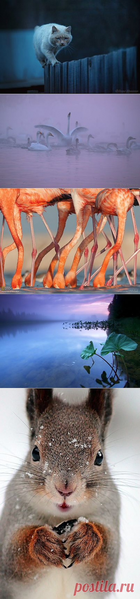 National Geographic Россия: National Geographic Россия | Постила.ru