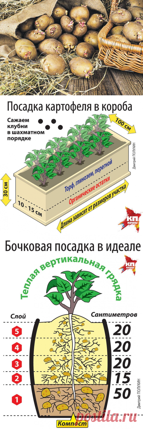 Необычных и эффективных способов посадки картофеля
