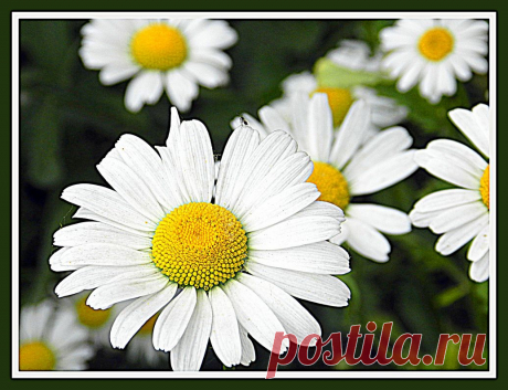 ромашки