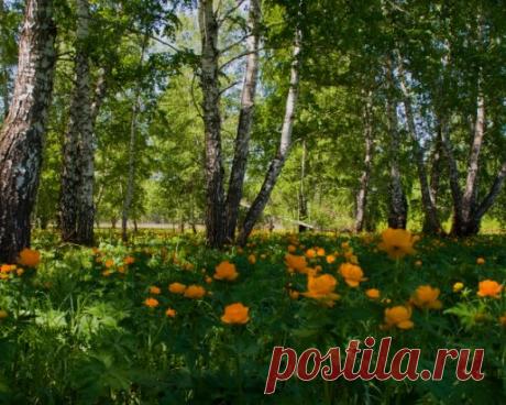 Где-то их называют жарки, у меня на малой родине, в Кемеровской области - огоньки.