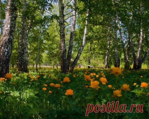 Где-то их называют жарки, у меня на малой родине, в Кемеровской области - огоньки.