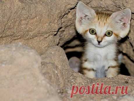 Барханный кот: Самый мелкий вид кошек | Книга животных