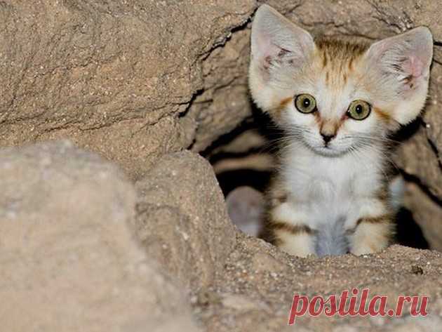 Барханный кот: Самый мелкий вид кошек | Книга животных