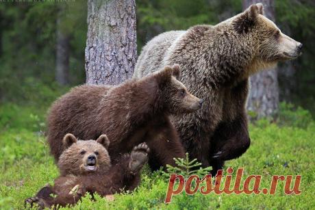 Фото Без названия. Альбом Фото группы - 50 фото. Фотографии Моя страна, мой мир.