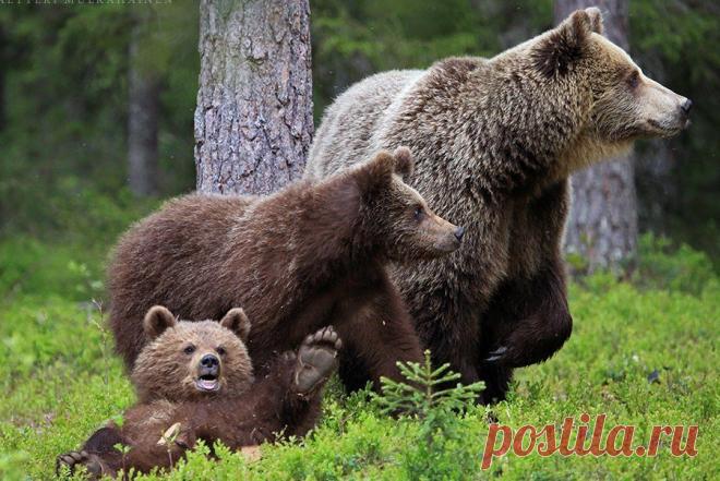 Фото Без названия. Альбом Фото группы - 50 фото. Фотографии Моя страна, мой мир.
