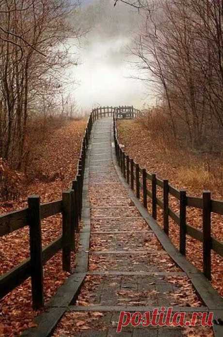 (81) Pinterest