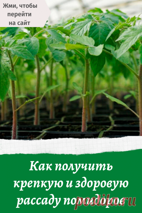 Как получить крепкую и здоровую рассаду помидоров