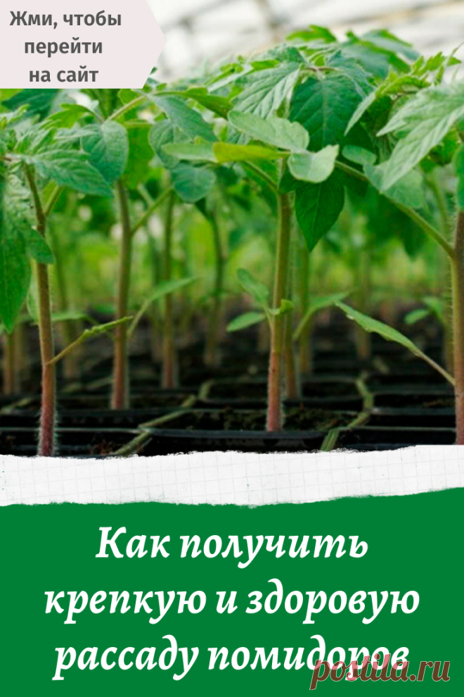 Как получить крепкую и здоровую рассаду помидоров