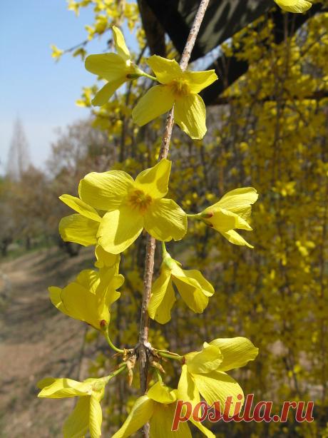 Forsythia suspensa4 - Форсайтия — Википедия