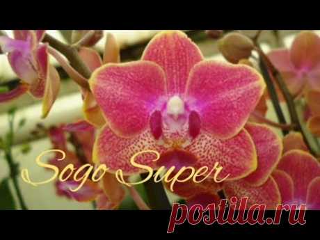 09.03.22.ОРХИДЕЯ Sogo Super пересадка в новое кашпо.