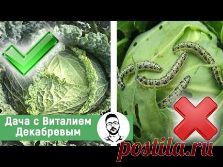 Всегда защищаю капусту этим средством и вредителей нет!!