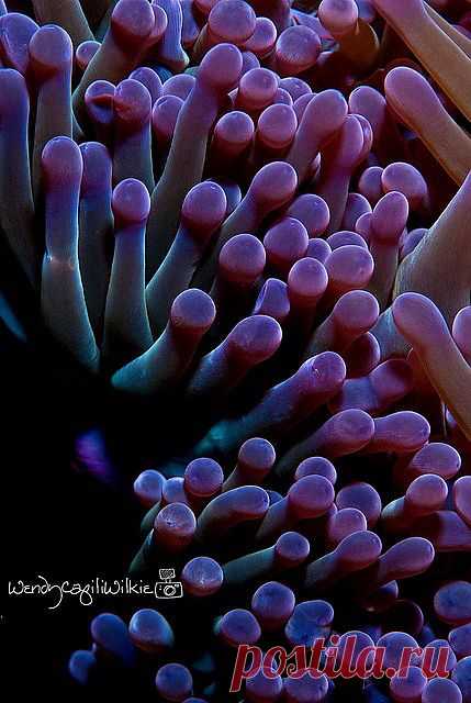 anemone abstract by wendymd, via Flickr | Under The Sea