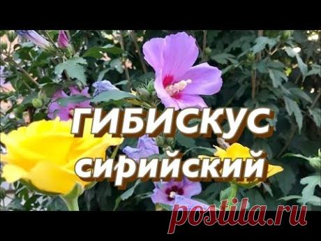 Гибискус сирийский (садовый). Посадка, уход, размножение.