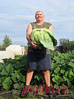 Вкусный Огород: Выращивание белокочанной капусты