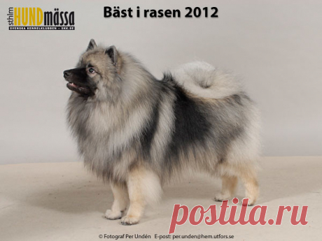 KEESHOND Domare: SPORRE-WILLES RENÉE  IKURIN ALFA NOVA Ägare: PIRJO-LIISA VATANEN, LAHTI, FINLAND Uppfödare: VAATANEN & SARILAHTI, FINLAND
