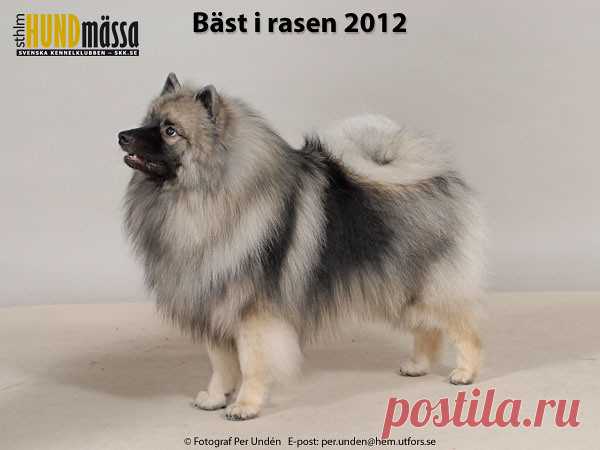 KEESHOND Domare: SPORRE-WILLES RENÉE  IKURIN ALFA NOVA Ägare: PIRJO-LIISA VATANEN, LAHTI, FINLAND Uppfödare: VAATANEN & SARILAHTI, FINLAND