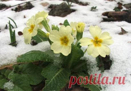 Примула - весенний первоцвет