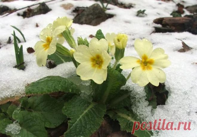 Примула - весенний первоцвет