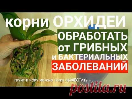 корни орхидеи ОБРАБОТКА от возбудителей грибных и бактериальных БОЛЕЗНЕЙ