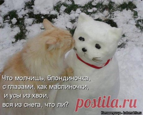 kotomatritsa_gY.jpg (Изображение JPEG, 720 × 576 пикселов)