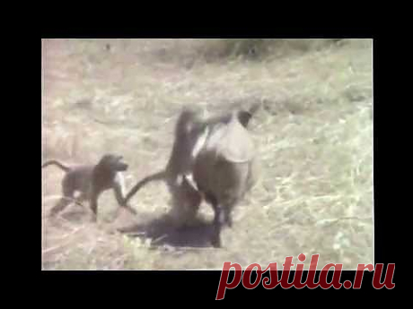 Обезьяны сбегают на кабане Неуловимые мстители - YouTube