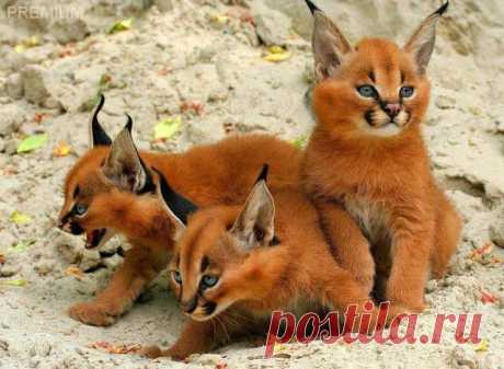 РЫСЬ(КОТЯТА)