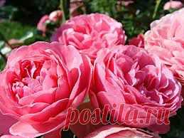 Роза флорибунда сорта, фото, уход, описание | Выращивание, уход за розами, сорта и букеты из роз