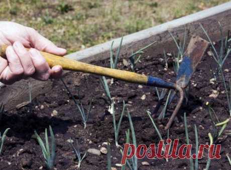 Усадьба | Огородник : Как получить высокий урожай лука?