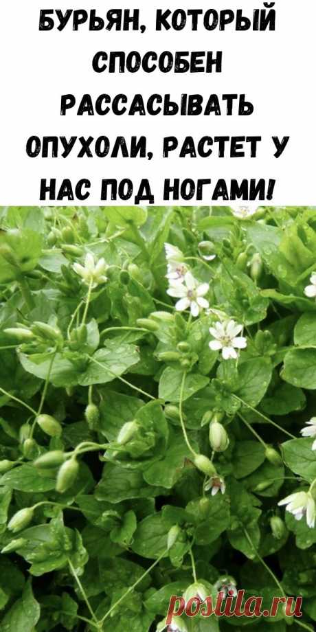 Бурьян, который способен рассасывать опухоли, растет у нас под ногами! - Советы для женщин