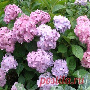 Гортензии: укрывать или обрезать?