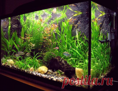 Как менять воду в аквариуме: с рыбками, как часто, большой и маленький литраж