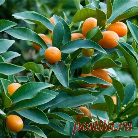 Кумкват - золотой апельсин - купить саженцы в магазине Posadka