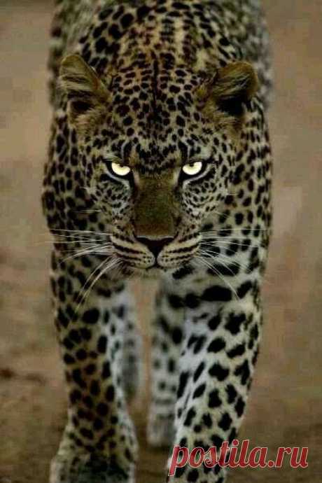 (4) Pinterest
