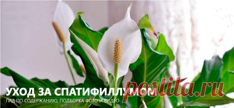 Как "уговорить" спатифиллум цвести - Чем нужно подкормить спатифиллум для пышного цветения: простая хитрость