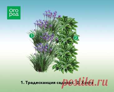 Схема клумбы из традесканции садовой и хосты