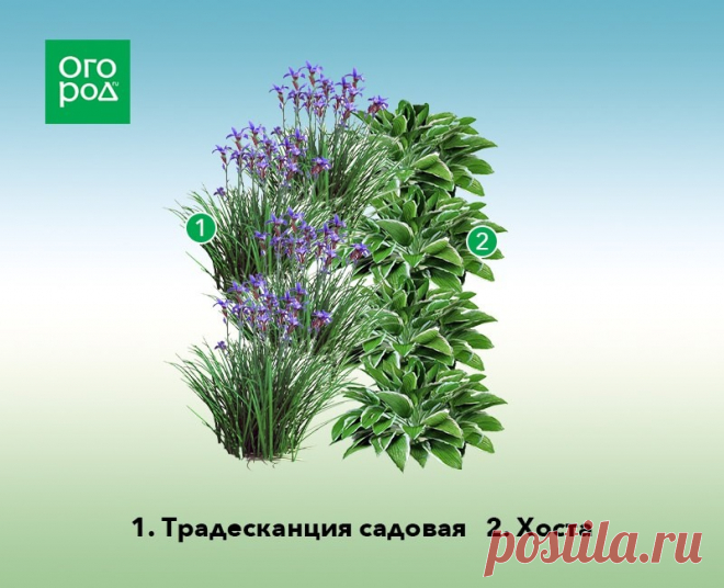 Схема клумбы из традесканции садовой и хосты