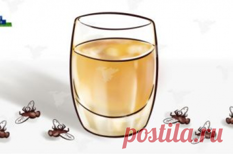 С этим средством вы забудете о мухах, комарах и тараканах в доме максимум через 2 часа