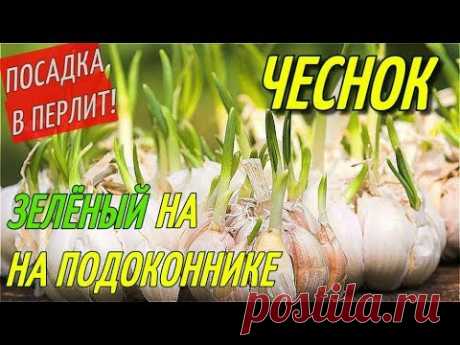 ЧЕСНОК НА ЗЕЛЕНЬ ЗИМОЙ НА ПОДОКОННИКЕ.