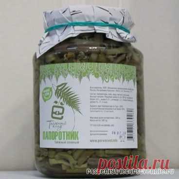 Папоротник орляк: рецепты приготовления на зиму » Популярно о здоровье
