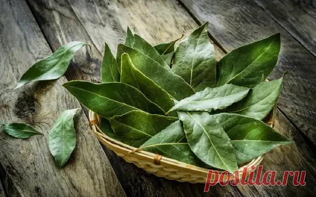 Лавровый лист скупаю пачками: В быту он незаменим, делюсь лучшими хитростями для применения - Квартира, дом, дача - Социальная сеть "МТ.RU"