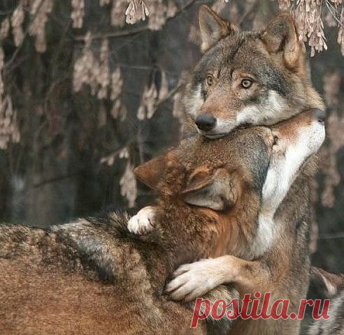 (12) Одноклассники