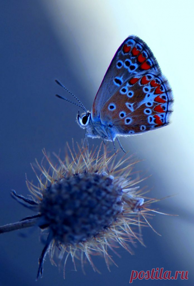Polyommatus thersites | Flickr - Photo Sharing!