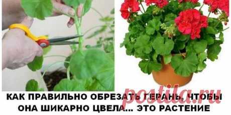 Чтобы герань радовала пышным цветением.... |