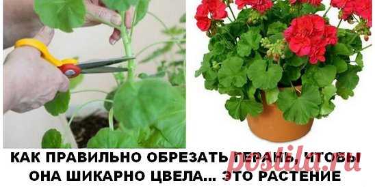 Чтобы герань радовала пышным цветением.... |