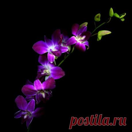 Чарующие цветы от фотографа Магды Индиго