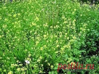 Сидераты осенью: сеем правильно