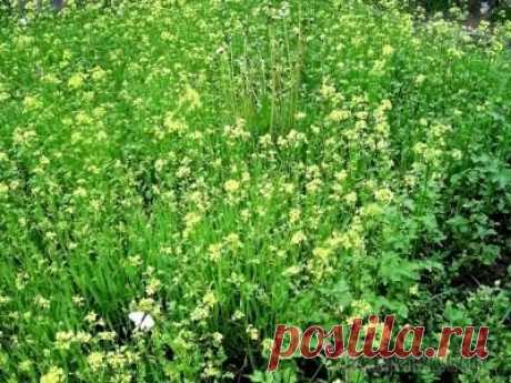 Сидераты осенью: сеем правильно