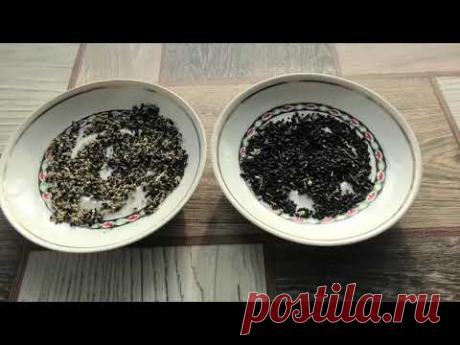 Итоги выращивания семян лука чернушки в этом сезоне