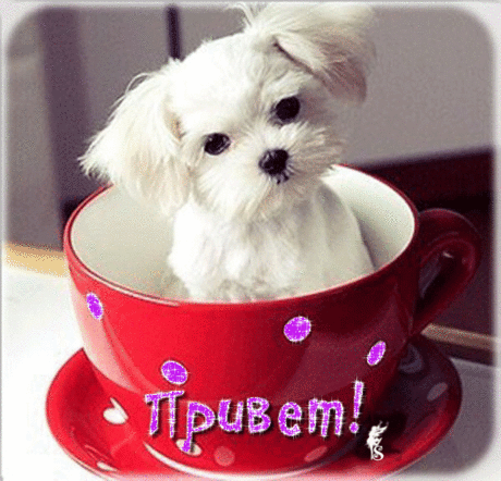 s-93721.gif (600×576)